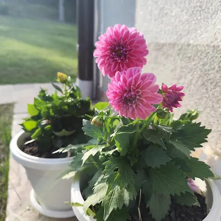 Vakantiehuis Ris Kuca Za Odmor